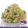 Soil of Sparta Basecover (140ml)