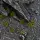 Gamers GrassTiny Tufts Dark Moss Basegestaltung für Modellbau und Tabletop