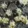 Gamers Grass White Flowers Tufts Basegestaltung für Modellbau und Tabletop