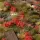 Gamers Grass Red Flowers Tufts Basegestaltung für Modellbau und Tabletop