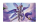 Dragon Shield: Playmat + Tube - The Whiskerwing
